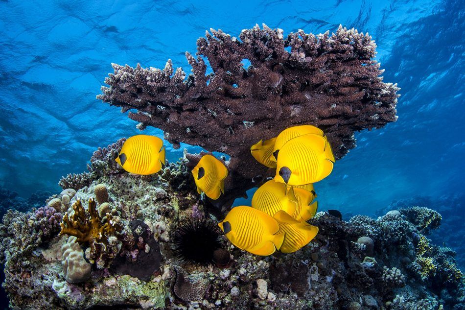 Otkriven divovski koraljni greben na Tahitiju