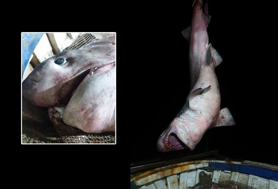 Visok kao dvokatnica i težak poput auta: “Nikad se nisam susreo s ovolikom beštijom, pustili smo je!”