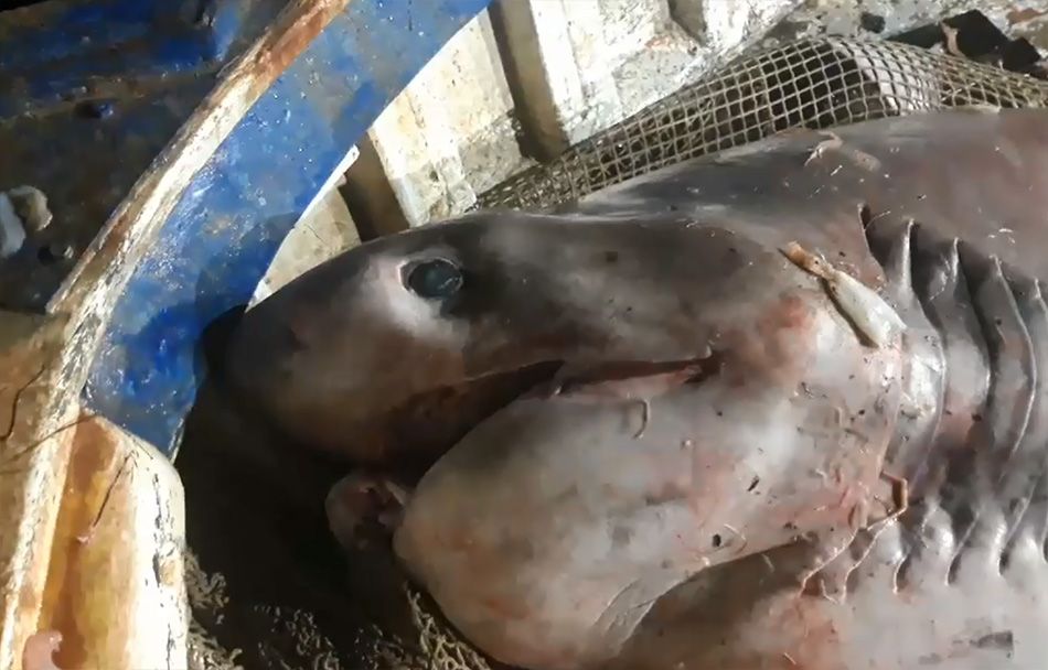 MORSKI PAS Grdosija teža od pola tone u mrežama ribara kod Rogoznice