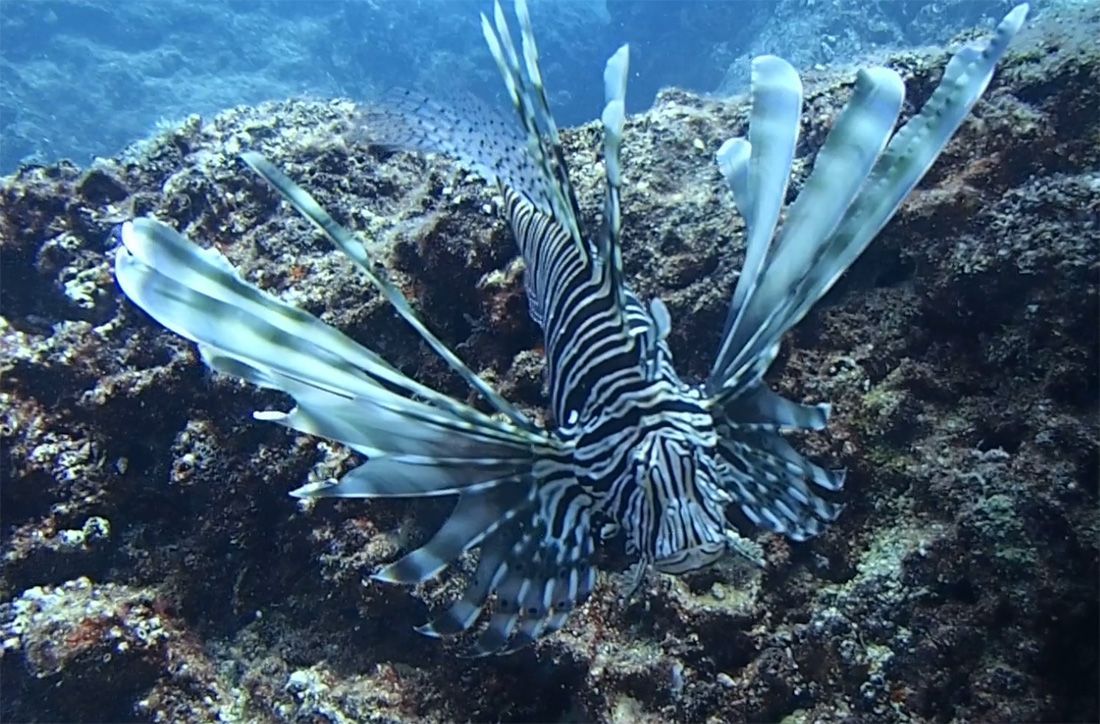 VIDEO: INVAZIVNE VRSTE Strah od lavova