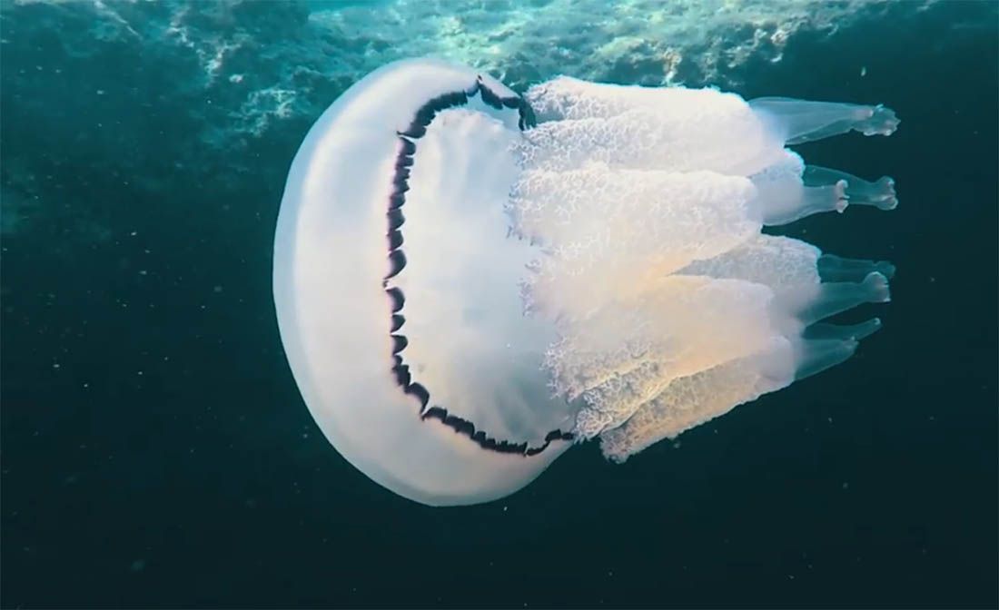 VIDEO Ovu meduzu zovu morska pluća i jedna je od najvećih u Jadranu