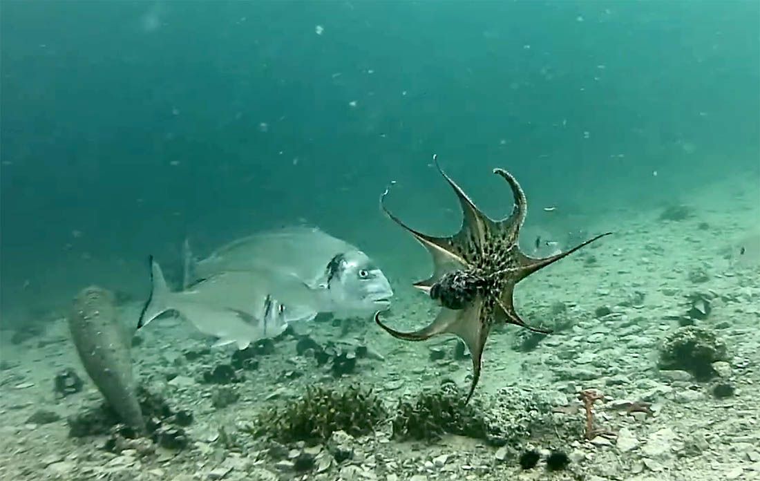 Orada napala muzgavca pred objektivom kamere