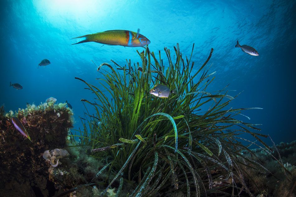 U Neretvi do sad zapaženo najmanje osam morskih organizama