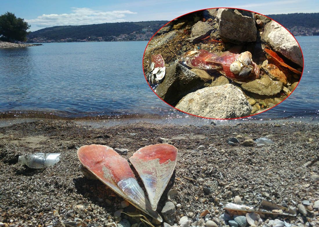 More na plažu kod Trogira izbacilo hrpu mrtvih periski