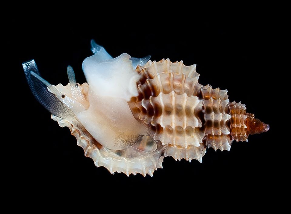 U Jadranu otkrivene tri nove vrste puževa!