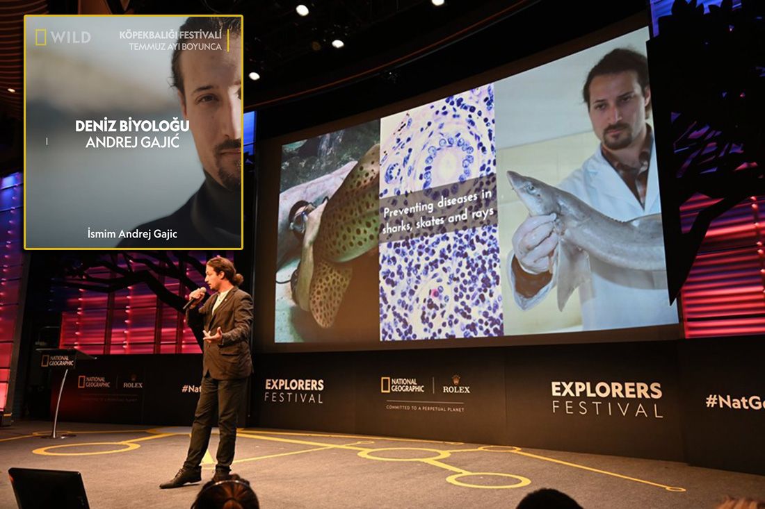 ŠAPTAČ MORSKIM PSIMA Zaštitno lice National Geographica za Morski HR: “Ubijaju milijune radi peraja!”