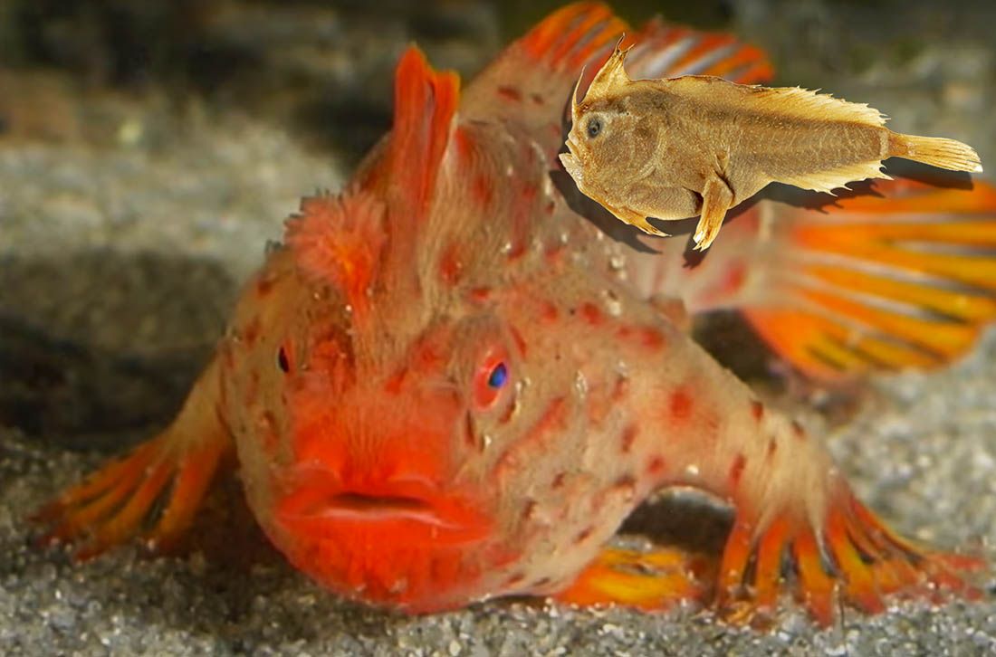 Znanstvenici su prvu morsku ribu u moderno doba proglasili izumrlom