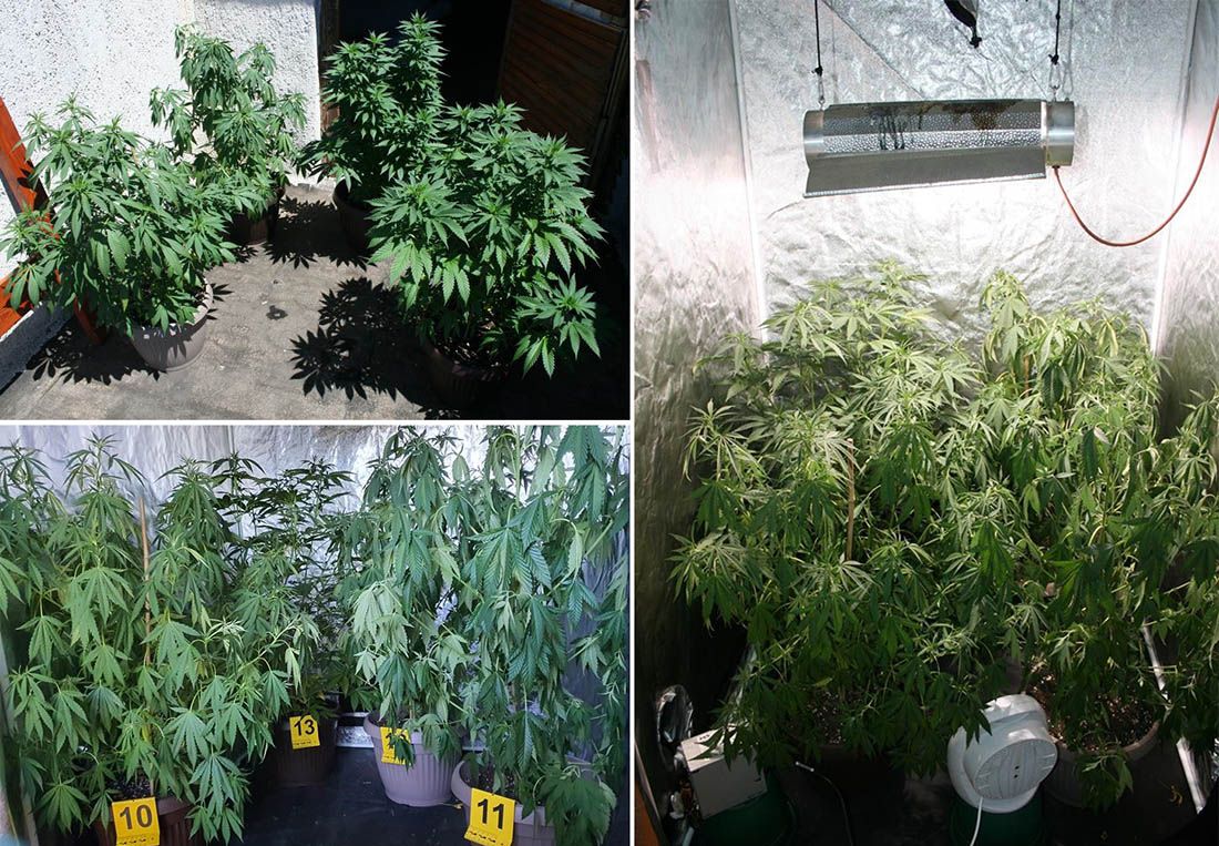 Policija u Žrnovu na Korčuli i u Omišu zaplijenila 20-ak stabljika indijske konoplje