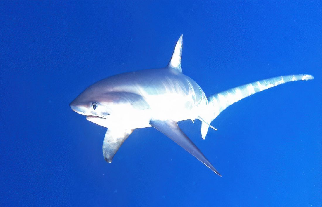 “USPOMENA S KVARNERA” Ulovio, pa pustio i fotografirao morskog psa lisicu od 100 kg