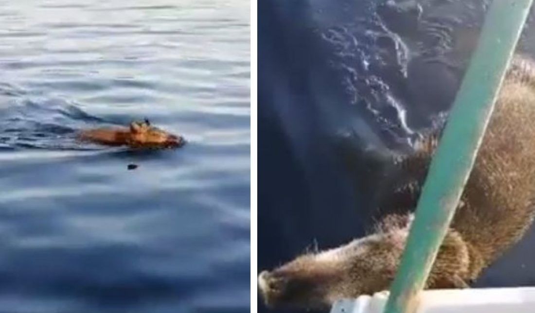 RUŽNE SCENE NA FACEBOOKU Vepar plivao morem, pa ga zatukli veslom?