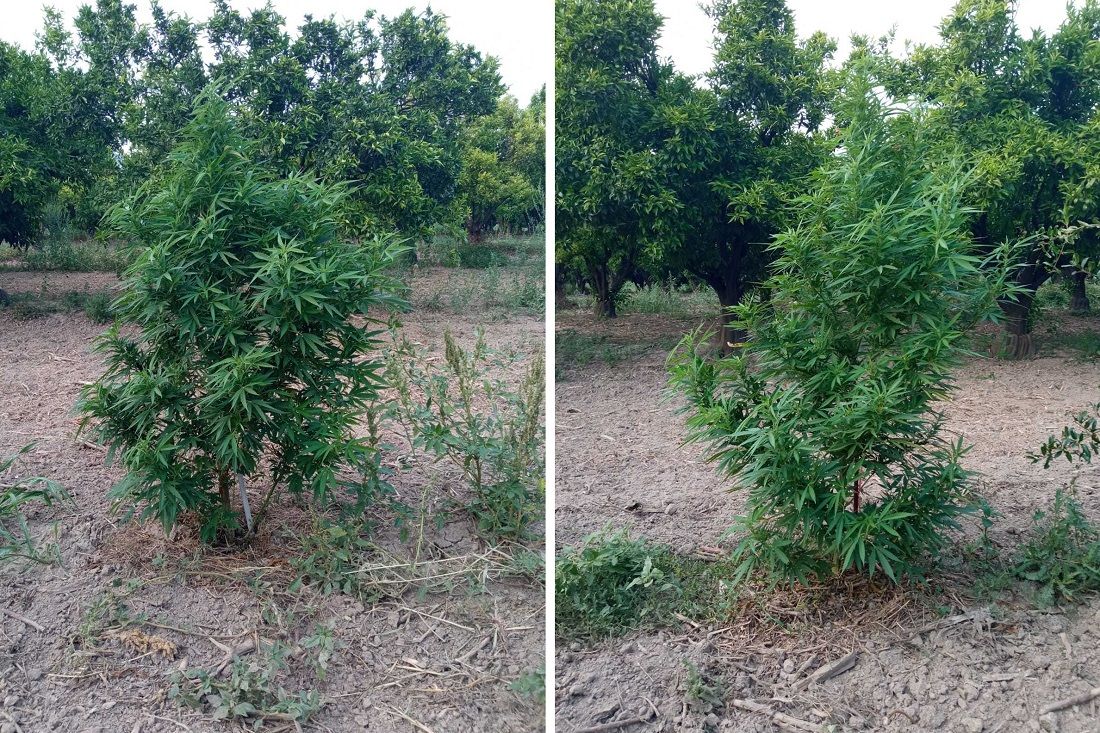 Među mandarinama kod Opuzena policija pronašla pet stabljika indijske konoplje