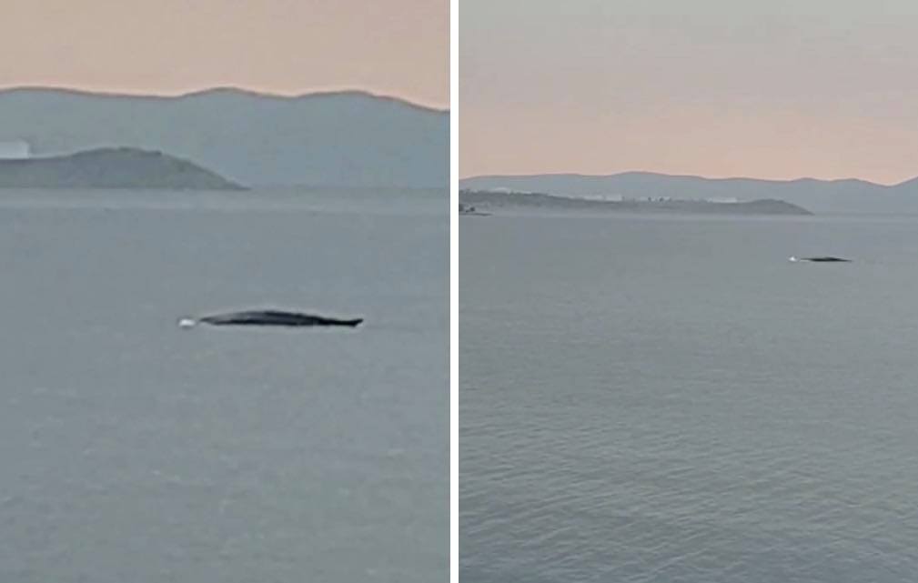 Kit doplivao do Krčkog mosta! ‘Prvo smo se uplašili, ali je bio senzacija!’