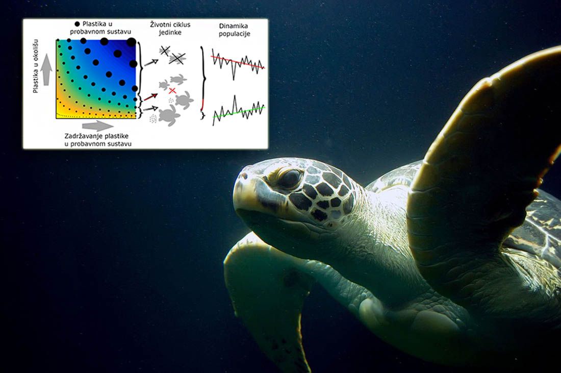 Znanstvenici s Ruđera prvi iznijeli procjenu utjecaja plastike na morske organizme