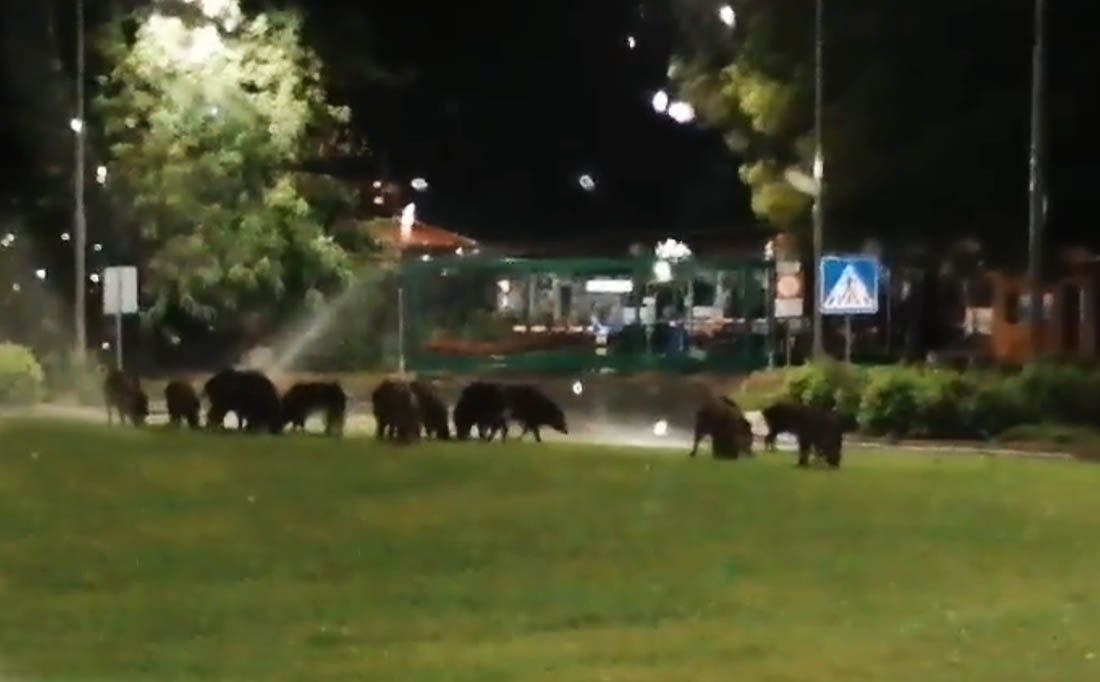 VIDEO Čopor divljih svinja šeće kružnim tokom u Rovinju