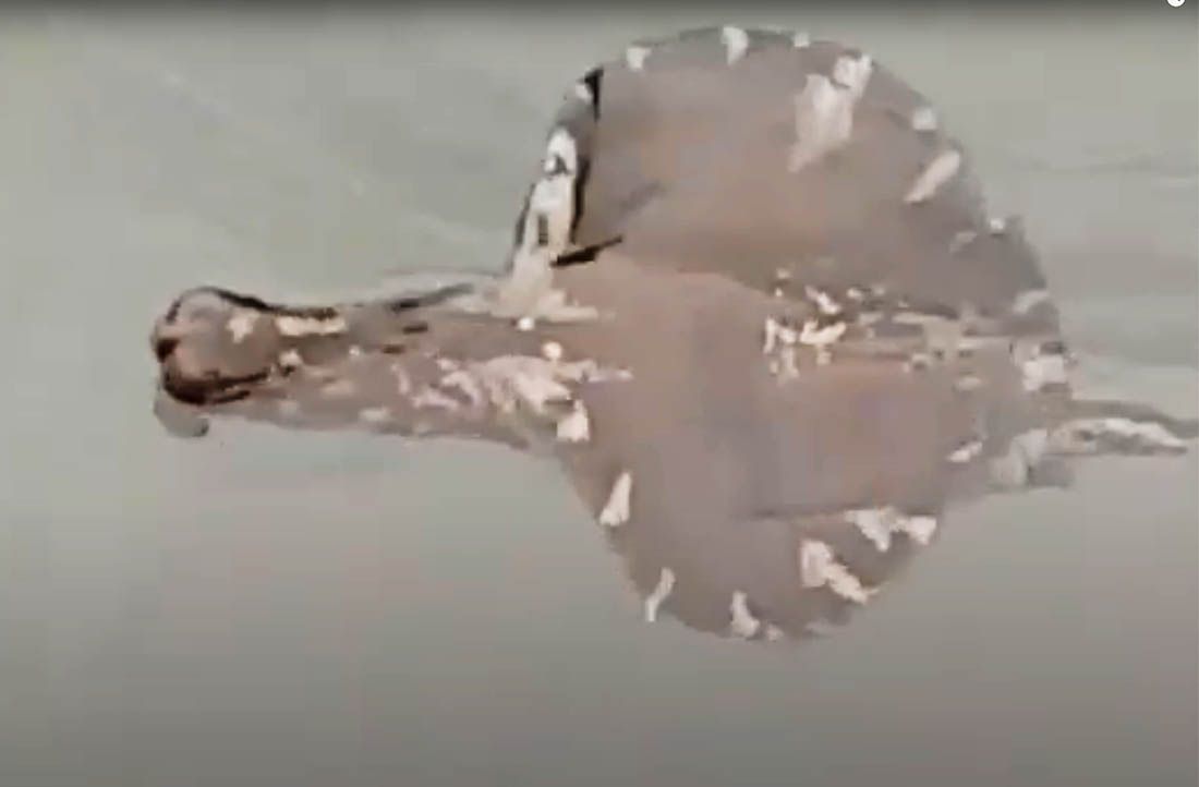 Morski zekan kod Čiova – Životinja koja može promijeniti spol kad poželi