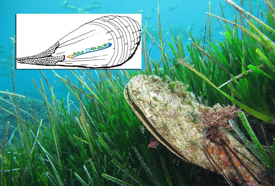 MEDITERANSKI DAN OBALE Ove godine u znaku periske