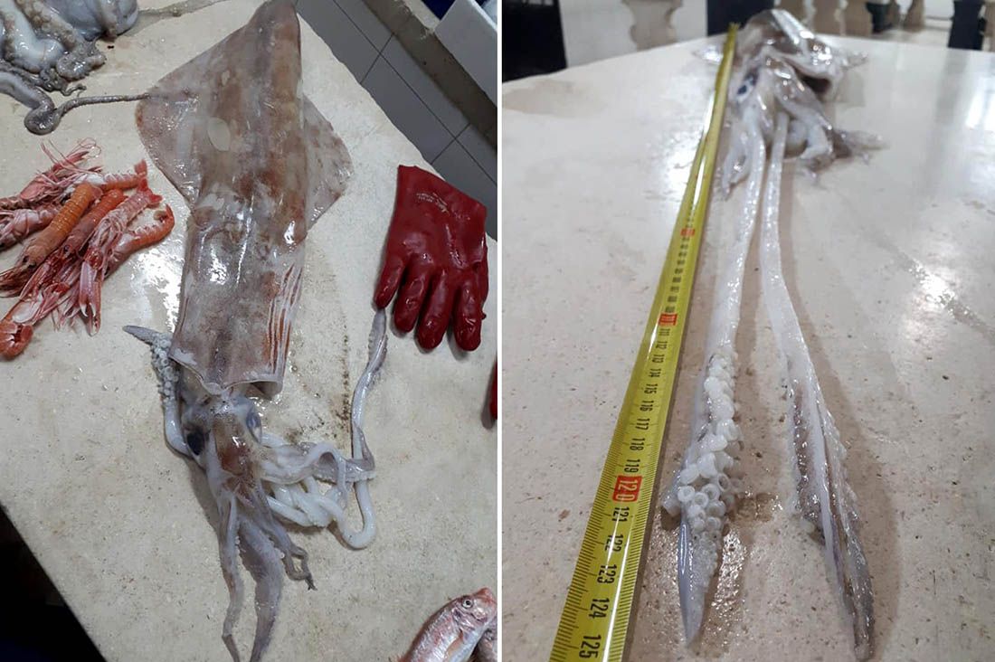 SEZONA JE LIGNJOLOVA Znate li razlikovati pučinske od običnih liganja?