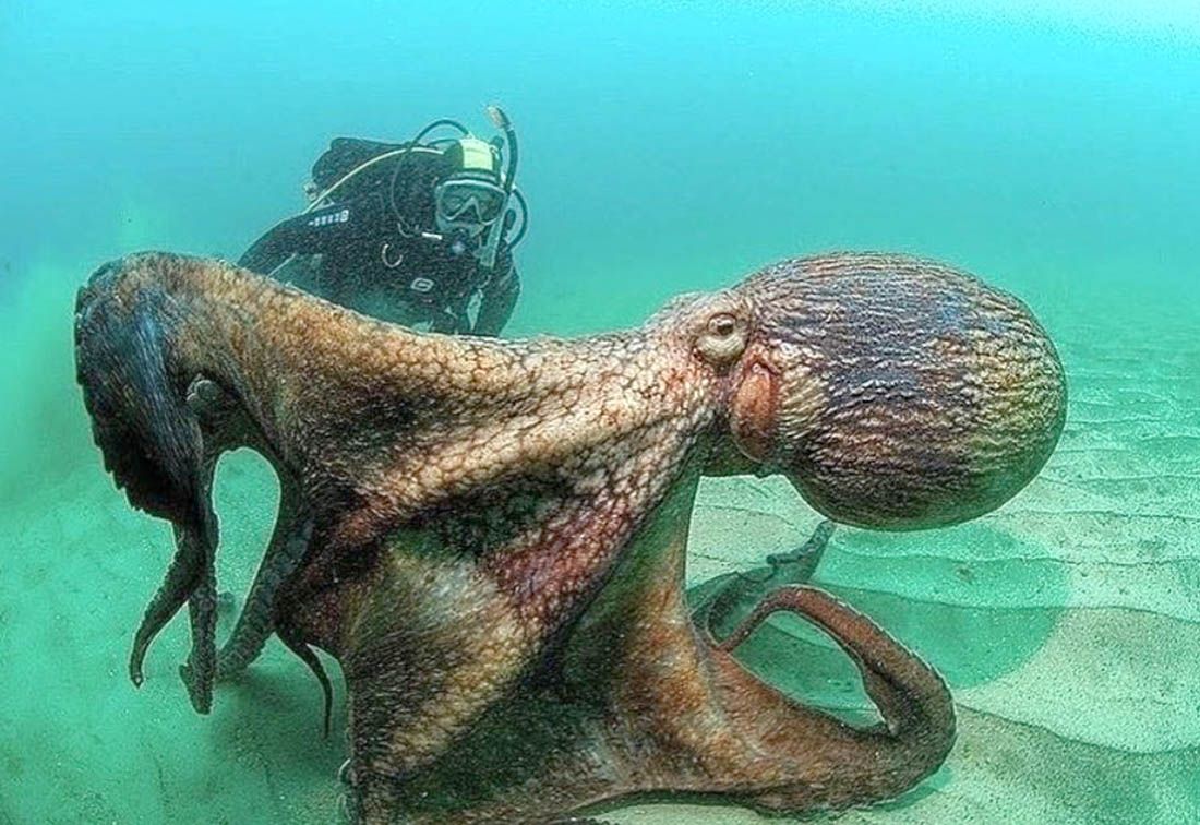 FOTOGRAF ODUŠEVLJEN Uslikao selfie s divovskom hobotnicom od 40 kg!