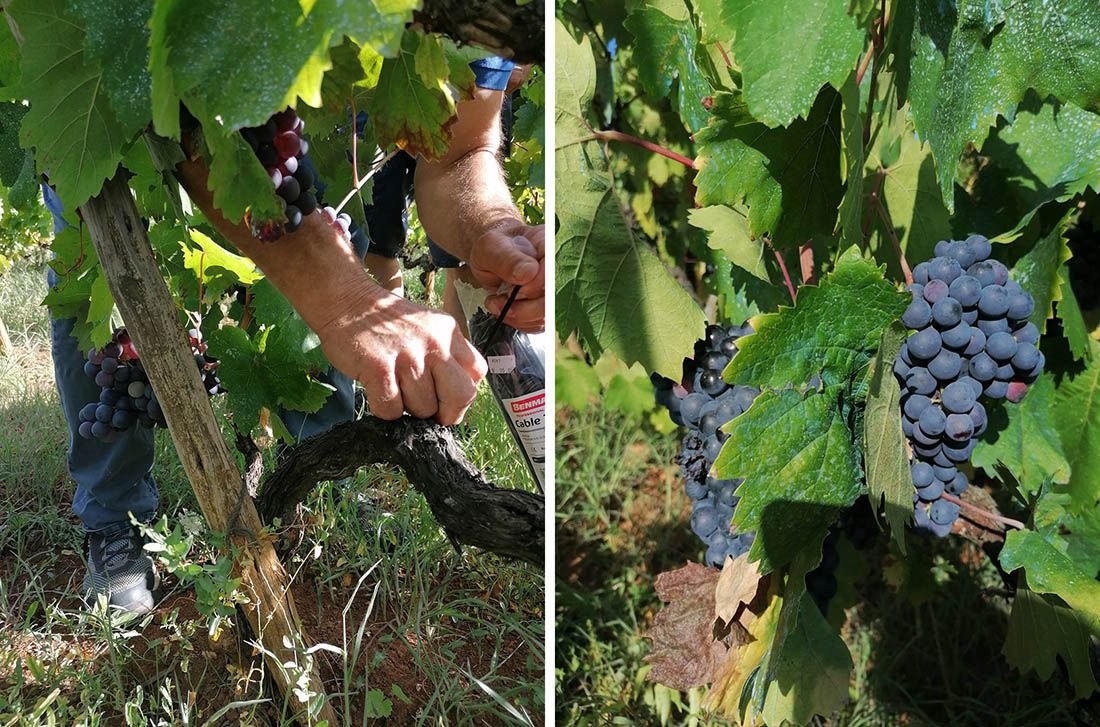 Nacionalni park Mljet utrostručio subvenciju uzgoja autohtonih mljetskih sorti vinove loze