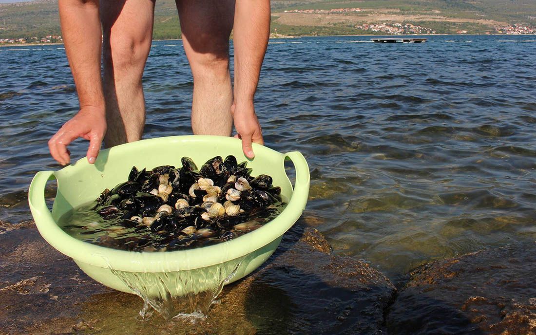Produljena zabrana sakupljanja školjkaša, puževa, spužava i ježeva u Paškom zaljevu