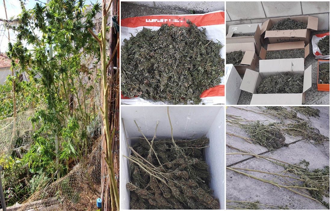 REKORDNA ZAPLJENA Policija na Visu pronašla čak 25 kg marihuane