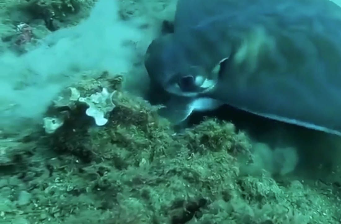 Znate li tko kopa velike rupe na pješčanom dnu?