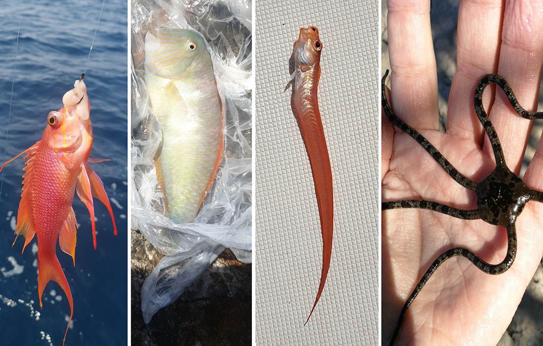 Ugledali ste nepoznato morsko stvorenje? Evo koga možete pitati “Koji je ovo morski stvor”?