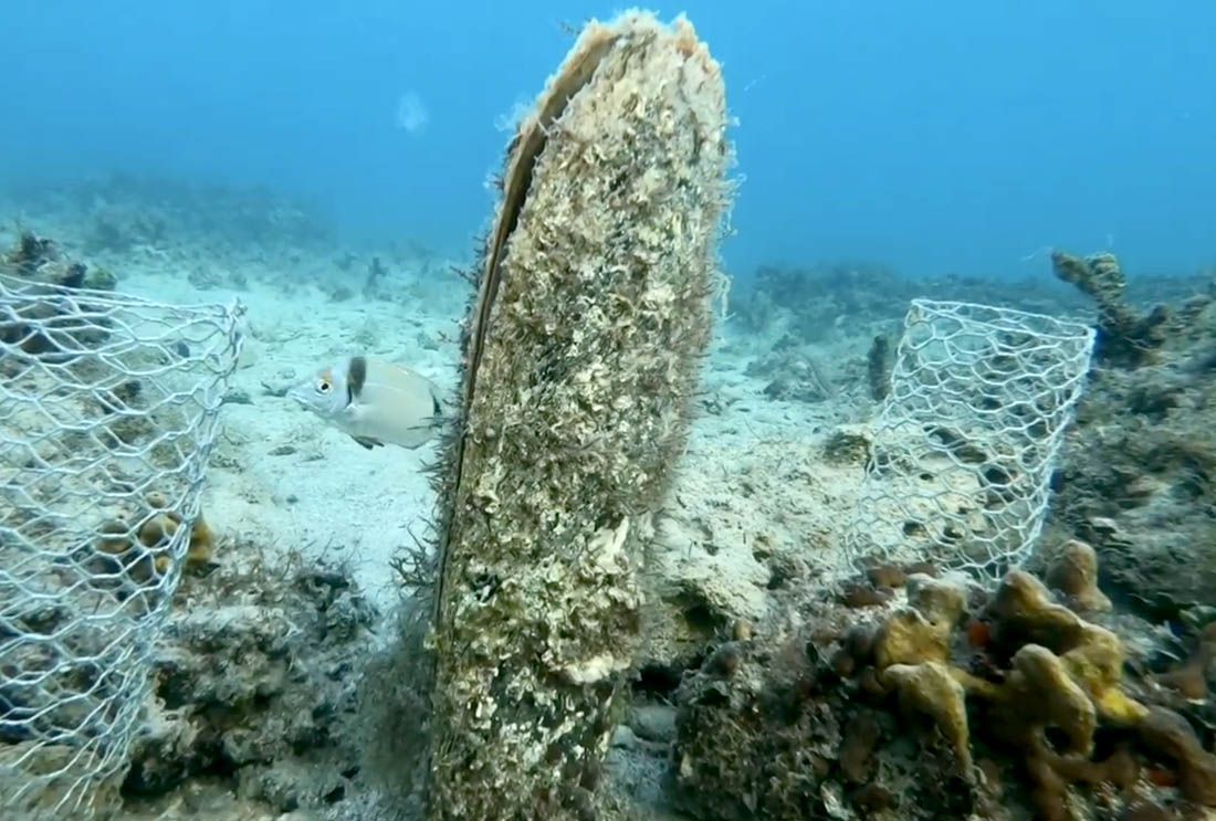 POSVAJANJE PERISKI Kompanija Gebruder Weiss prva prepoznala važnost spašavanja vrste u Aquariumu Pula