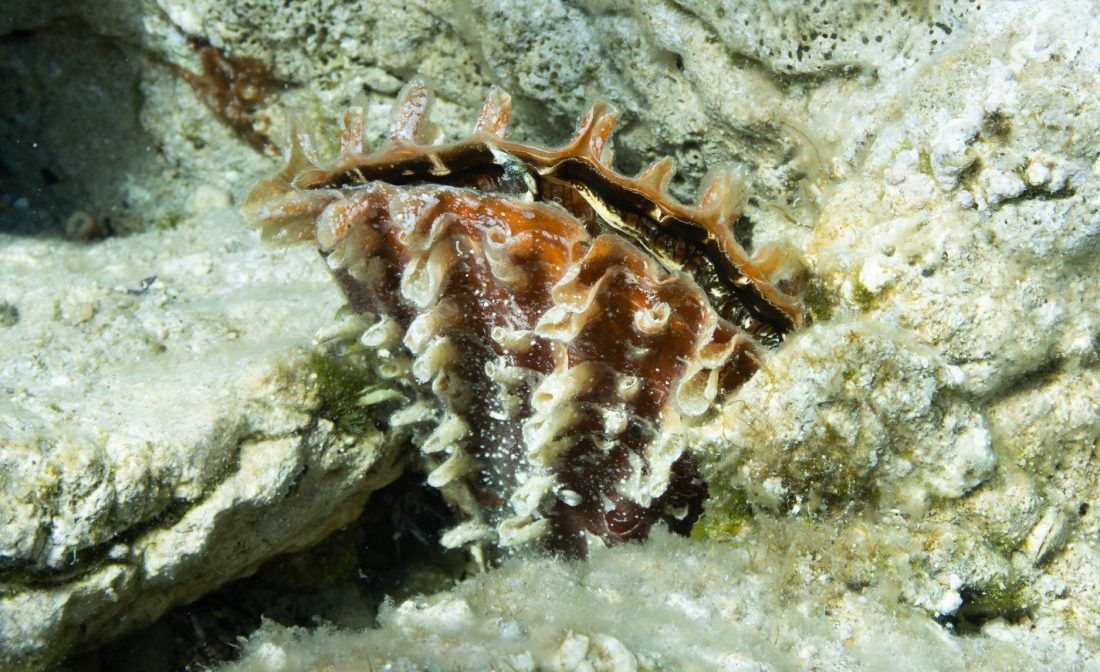 Jedna vrsta periski u Jadranu itekako je živa