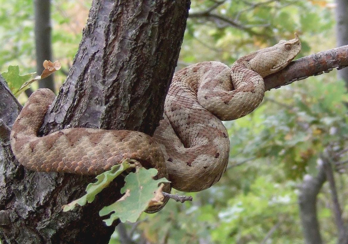 OPREZ PRI BERBI MASLINA Vodičani nailaze na poskoke od metra