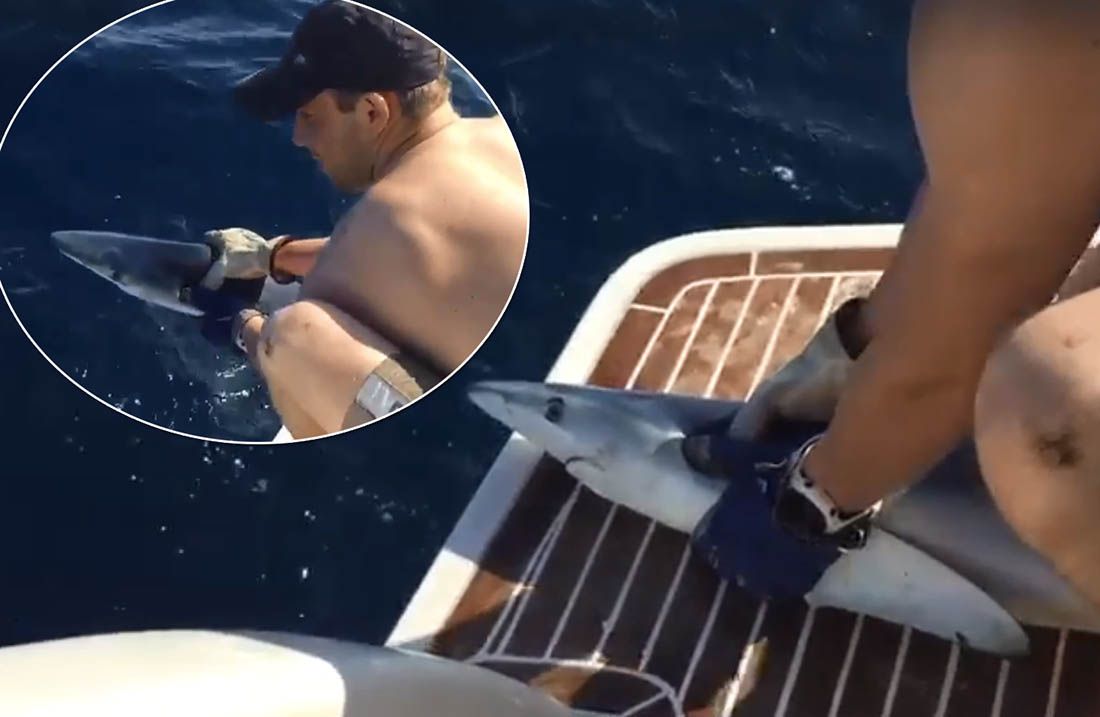 VRAĆANJE PRIRODE U NAŠE ŽIVOTE Znate li da 80% ulovljenih morskih pasa modrulja nije spolno zrelo?