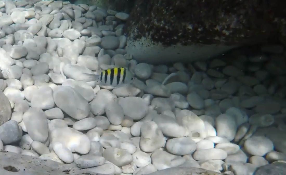 NEOČEKIVANI GOST Riba popularna u akvaristici, ali nepoželjna u Jadranu, viđena kod Cavtata