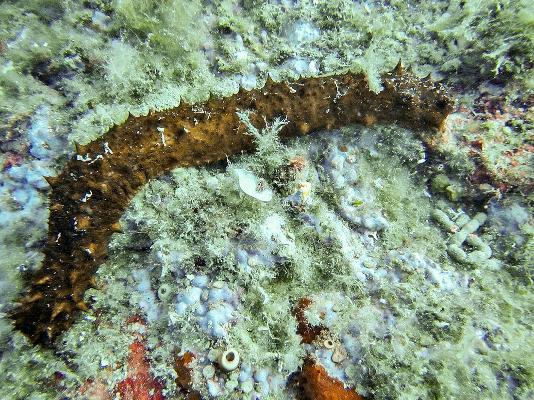 Uhvaćeni s više od 200 kilograma strogo zaštićenih morskih životinja