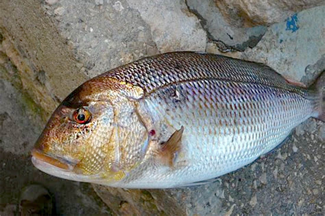 Akvakultura: Zubatac iz uzgoja