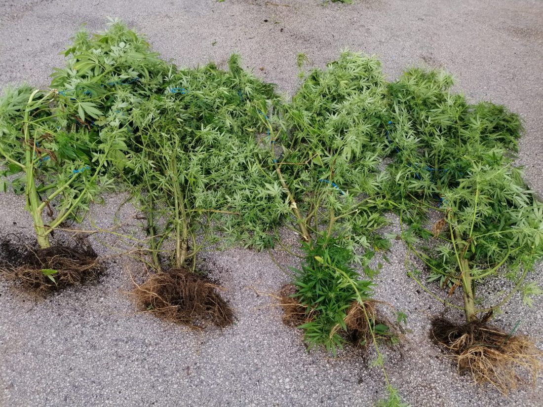 Zapljena marihuane na hvarskom području