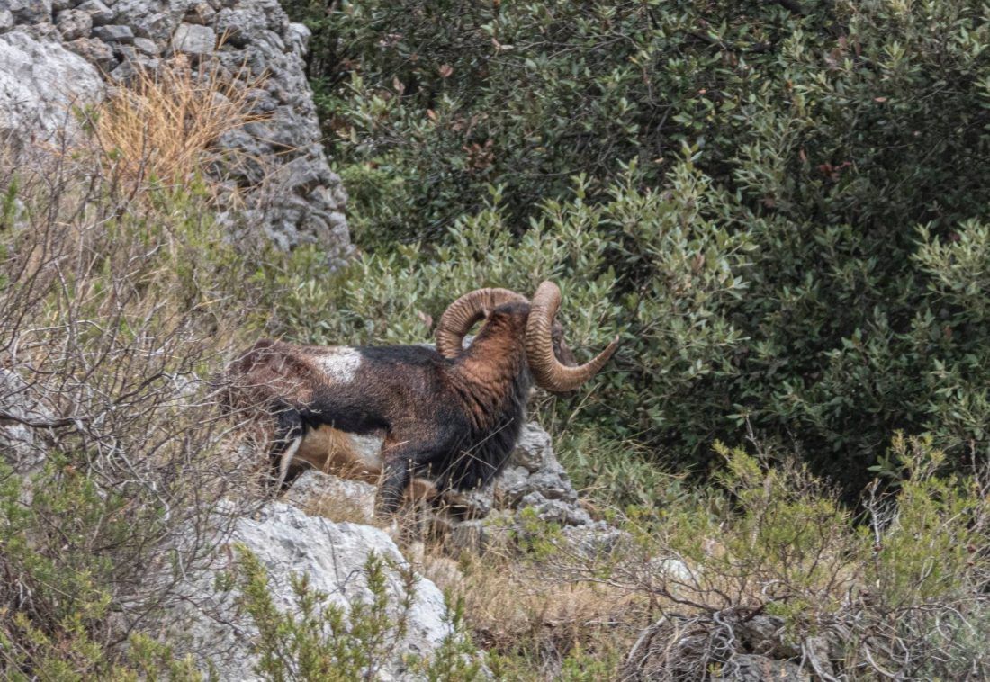 Fotograf snimio gotovo istrijebljenu životinju na Braču