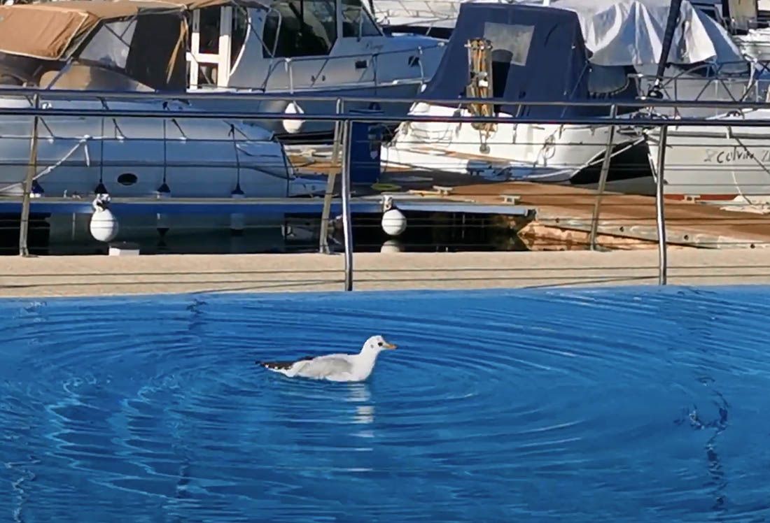 VIDEO Moj galebe… Dok nema gostiju, okupao se u bazenu i jesenskom suncu