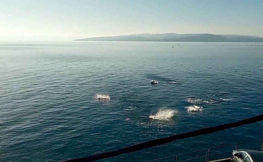 VIDEO Jato tuna ispred Baške Vode, svega koji metar od obale “S terace sam gledao i snimao ih!”