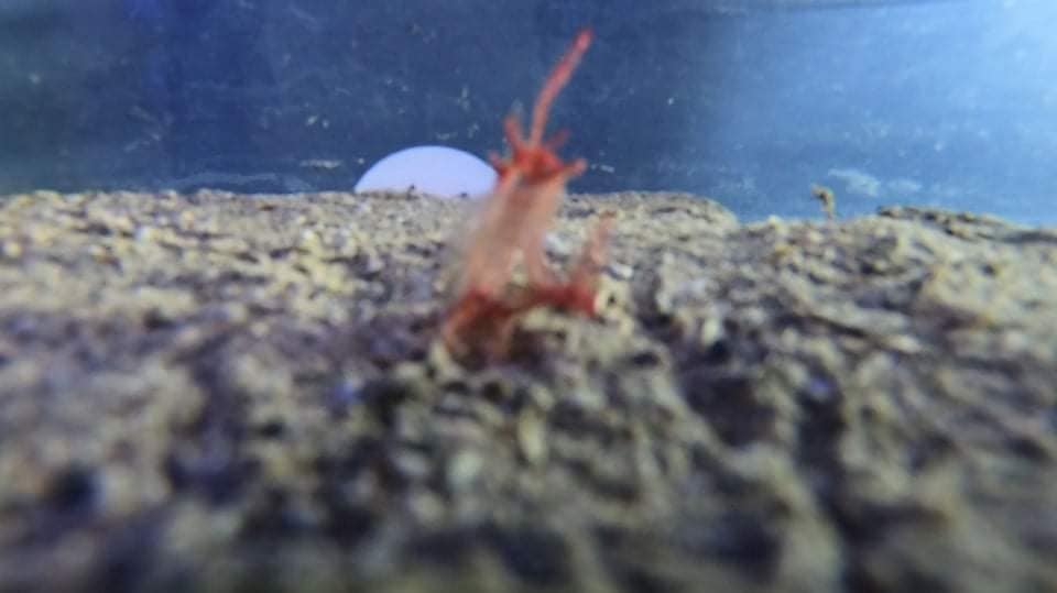 Pronađena ličinka periske stigla u Aquarium Pula – Čuvat će je u strogo kontroliranim uvjetima