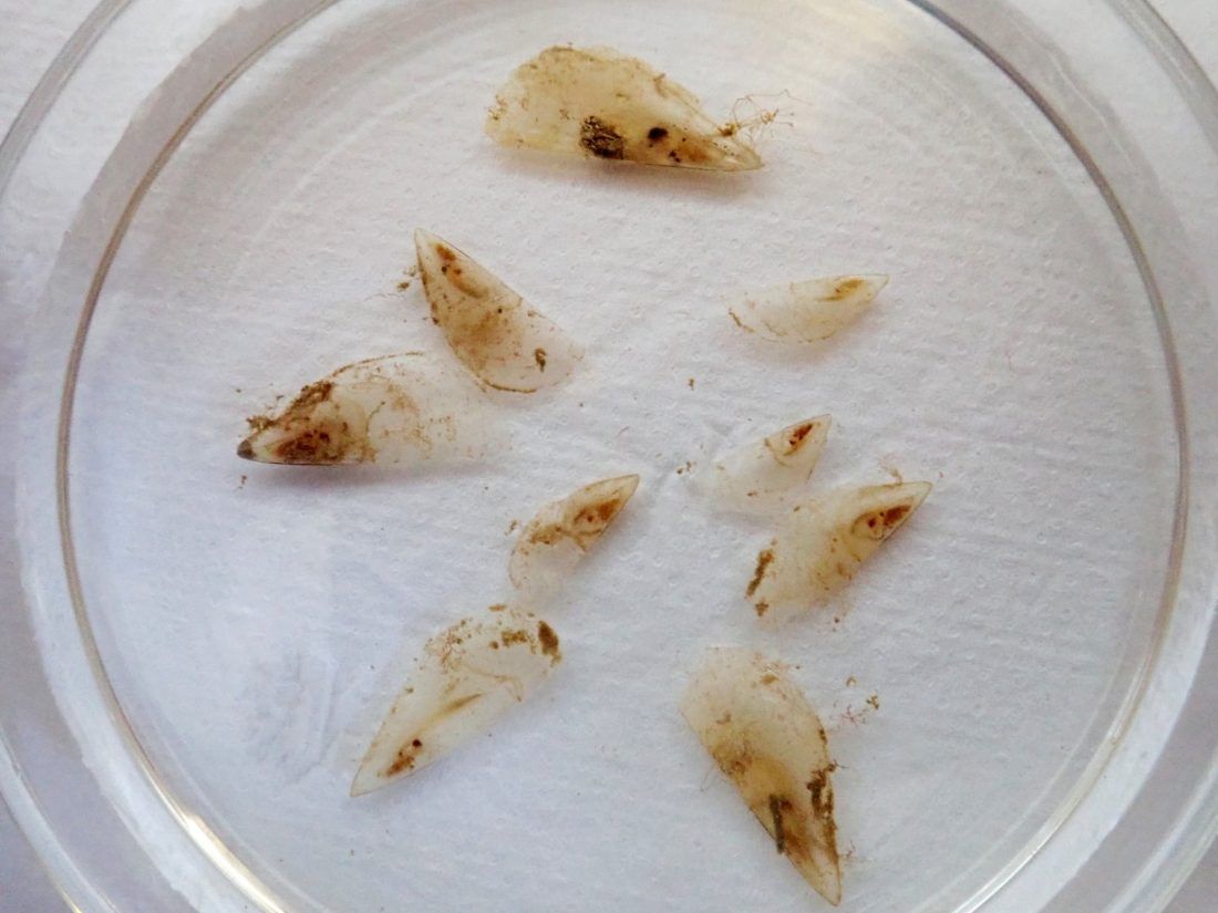 IZVRSNE VIJESTI! Kolektor kod Rovinja “prikupio” 9 malih periski