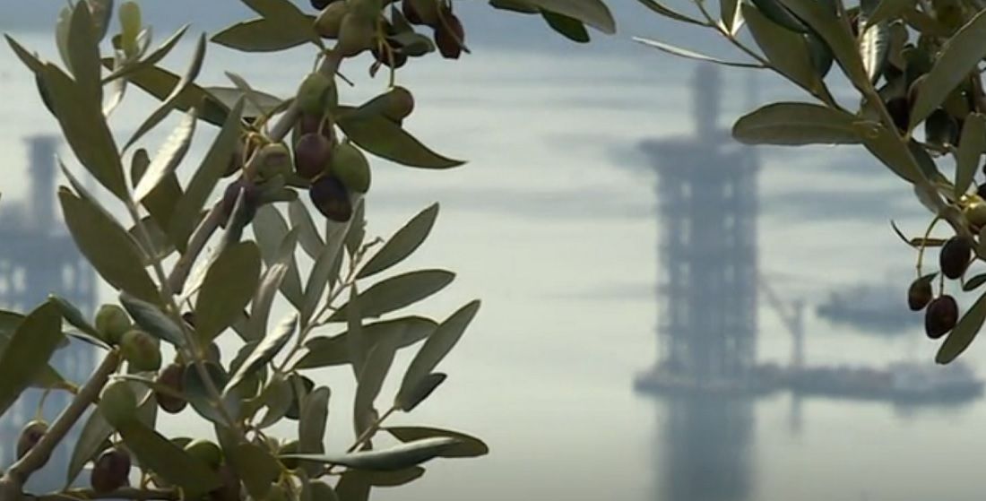 Maslinik s pogledom na Pelješki most