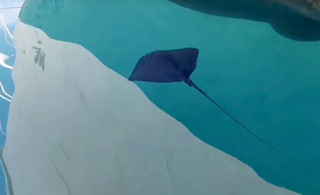 VIDEO: RIJEDAK PRIZOR U makarskoj luci plivala ražolika riba, evo o čemu se radi