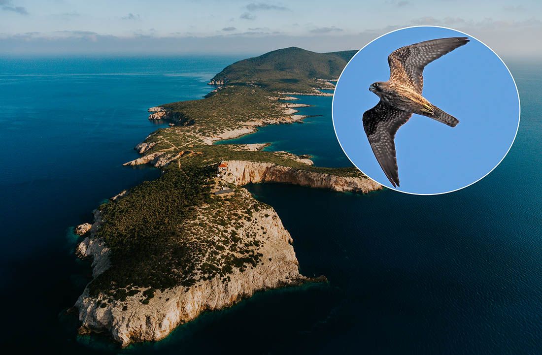 ELEONORIN SOKOL Grabljivica koja se gnijezdi na liticama pučinskih otoka