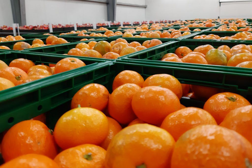 Ministrica Vučković s voćarima u dolini Neretve; “Mandarinu treba iskoristiti na tržištu, a male OPG-ove ujediniti”