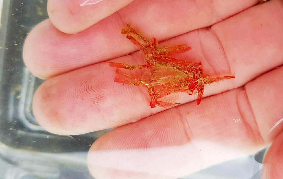 DOBRE VIJESTI! U postavljenim kolektorima pronađena mala živa periska