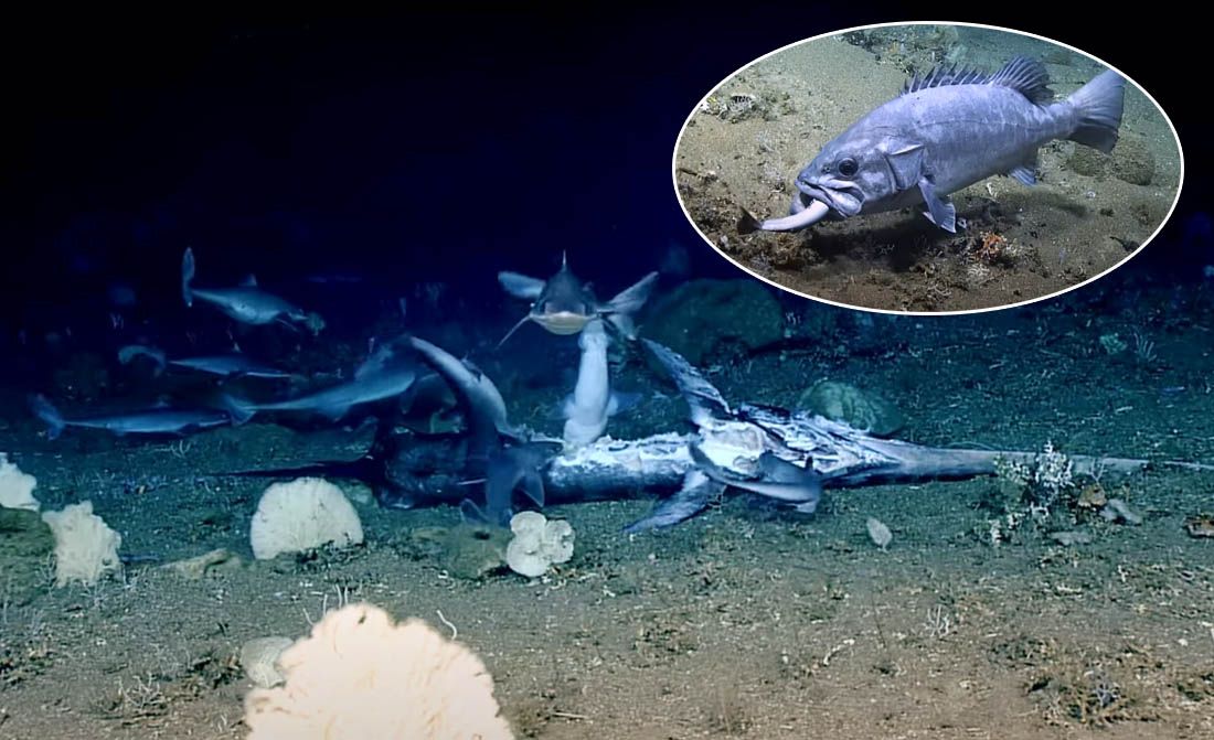 VIDEO Snimali olupinu tankera, pa uhvatili rijedak trenutak bjesomučnog hranjenja