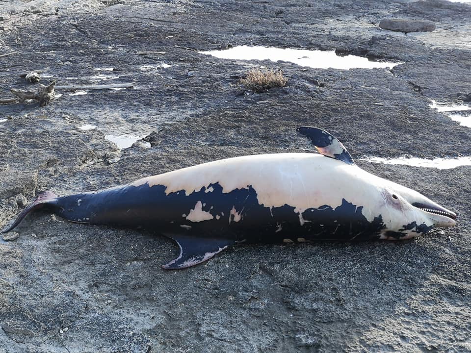 Na stijenama kampa kod istarskih Bala pronađen uginuli dupin