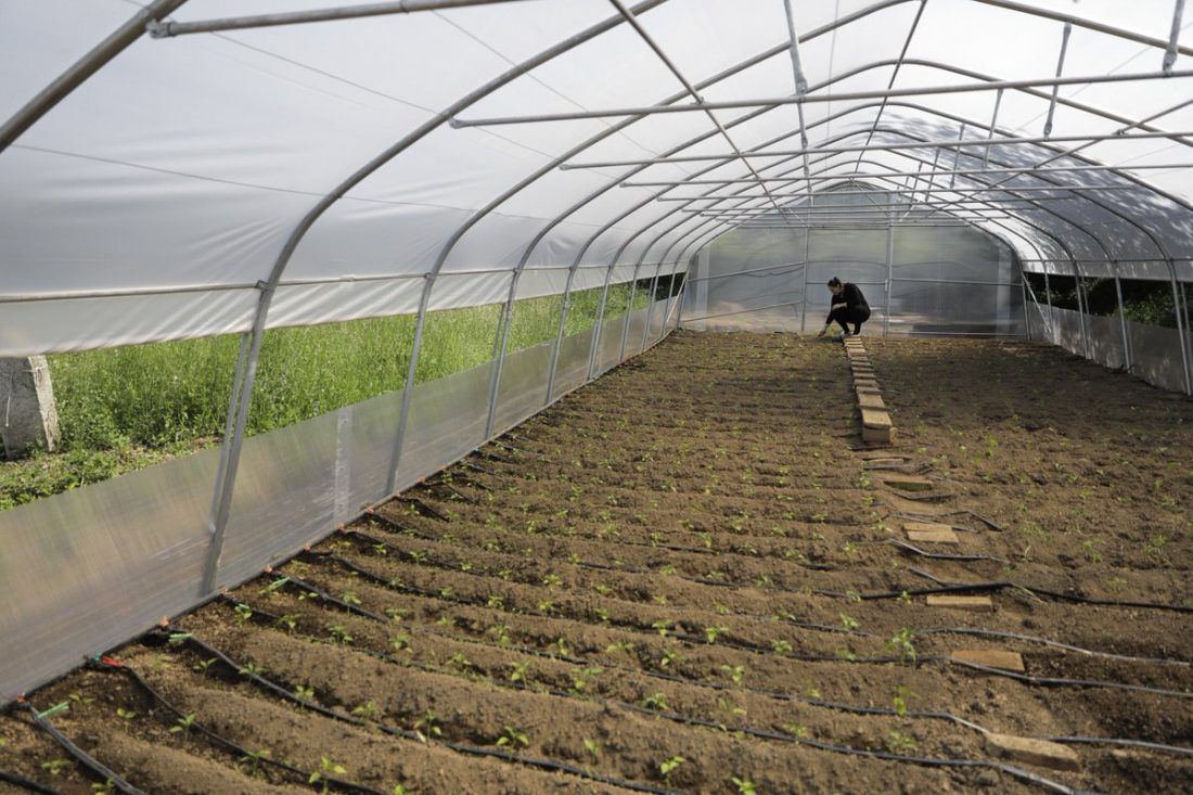Uskoro natječaj za proizvođače povrća u plastenicima