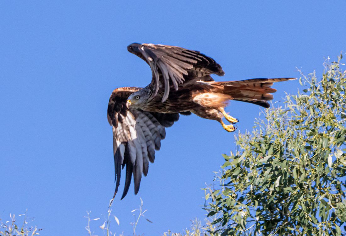 Loša vijest s Crvene liste zaštićenih vrsta: Kultne grabljivice u strmom padu