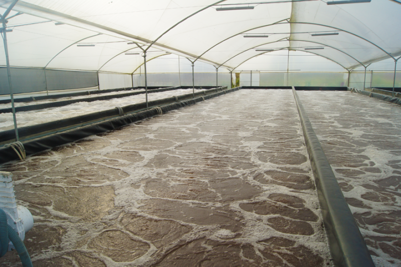 BIOFLOC TEHNOLOGIJA Moguća prevencija bolesti škampa